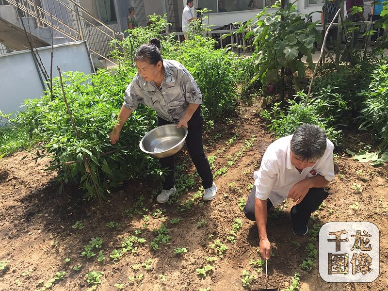 農(nóng)家院的主人是57歲的村民吳賀云，三年前還是低收入戶的她，如今靠著自己的農(nóng)家院和一桌桌美味的“栗子宴”，年收入達(dá)十七八萬，日子過得十分紅火。圖為吳賀云和家人在拾掇農(nóng)家院里的小菜園。千龍網(wǎng)記者 薄晨棣攝