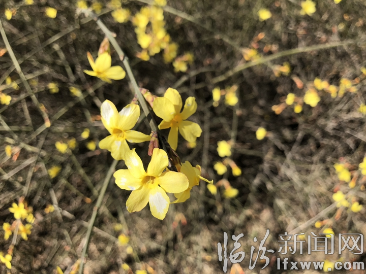 【詩(shī)歌】七絕·迎春花(新聲)
