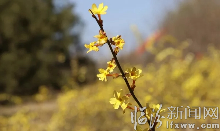 【詩(shī)歌】七絕·迎春花(新聲)
