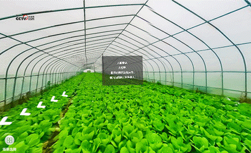 勤勞的菜農(nóng)正在勞作，綠油油的蔬菜長(zhǎng)勢(shì)喜人。