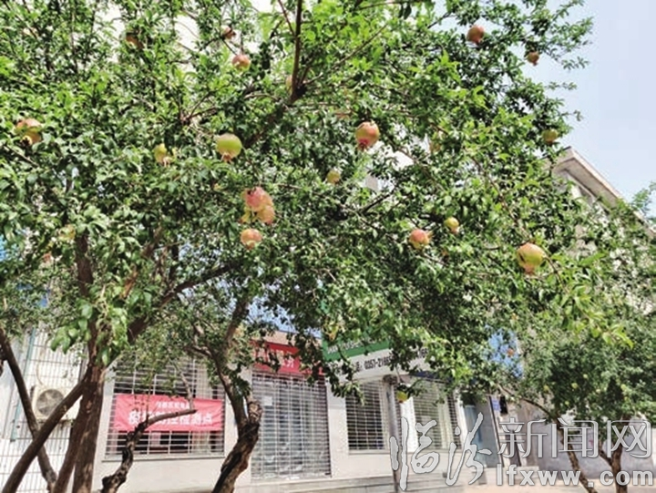 臨汾花果街:石榴高懸枝頭 嬌艷欲滴