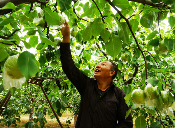 “中國大美梨”隰縣玉露香喜獲豐收（5張）