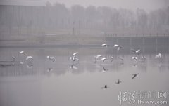 白鷺飛來(lái)舞翩躚（3張） 