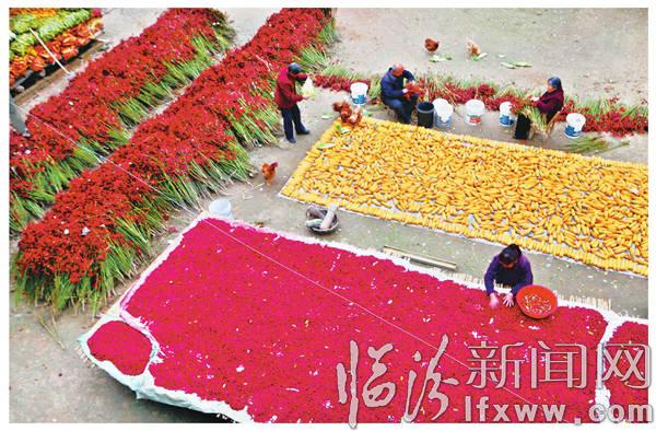 浮山響水河鎮(zhèn)辣椒產(chǎn)量高、味道佳