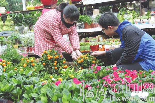 臨汾:春節(jié)鮮花市場(chǎng)火 爭(zhēng)奇斗艷俏爭(zhēng)春