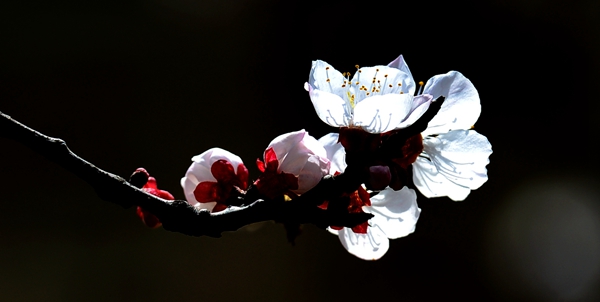 桃花初開(kāi)（12張）