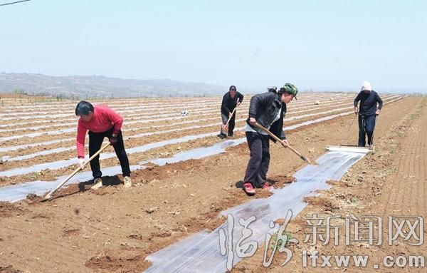 堯都區(qū)東坡村農(nóng)民通過種植西瓜增收致富