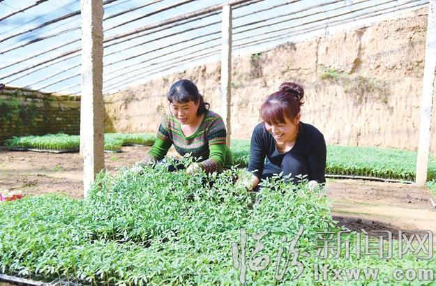 襄汾:菜農(nóng)互助育苗忙