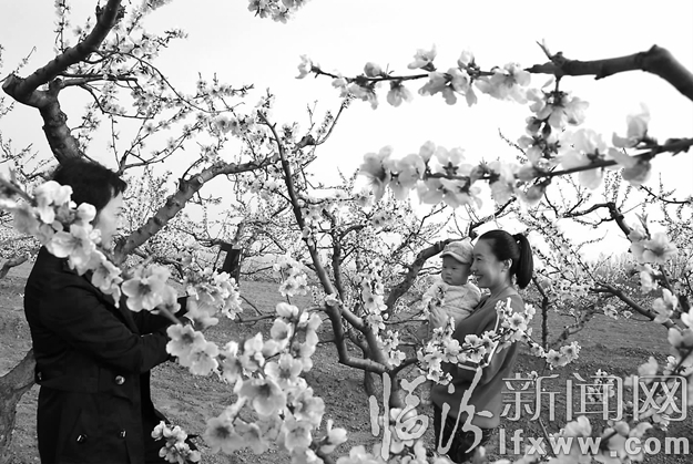 翼城北續(xù)村:桃花音樂(lè)醉游人