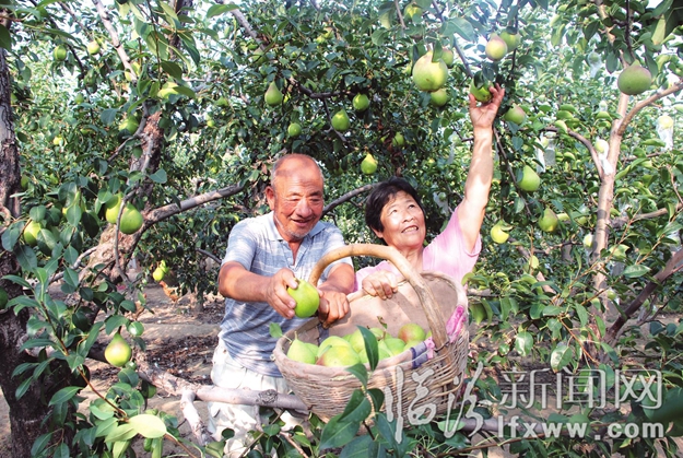 翼城王壁村:圓圓的果 圓了百姓致富夢(mèng)